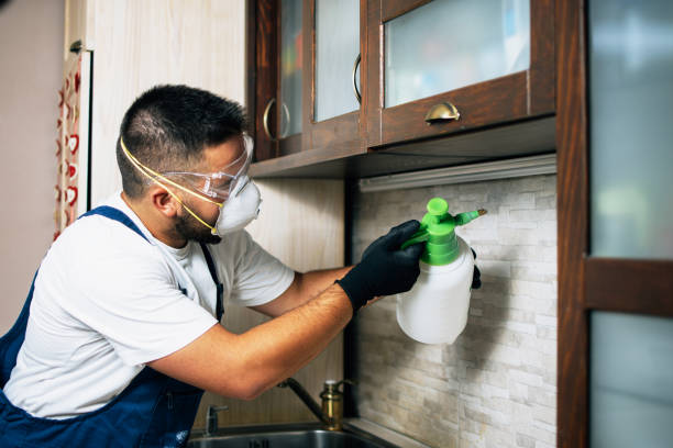 Best Flea Control Services  in Sonterra, TX