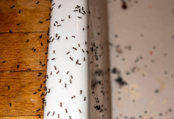 Best Residential Pest Control  in Sonterra, TX