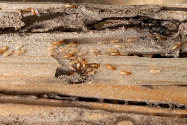 Pest Control for Restaurants in Sonterra, TX