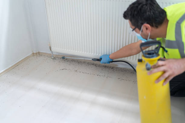 Best Termite Control Services  in Sonterra, TX